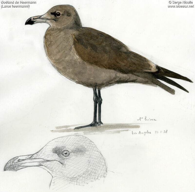 Heermann's GullFirst year, identification