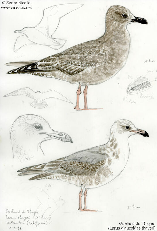 Iceland Gull (thayeri), identification