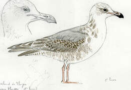 Iceland Gull (thayeri)