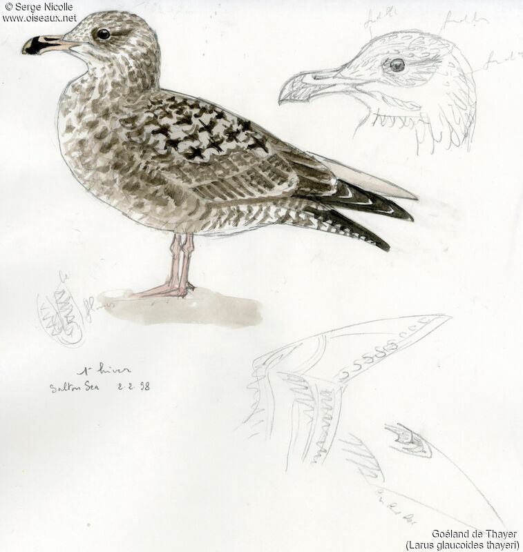 Iceland Gull (thayeri)First year, identification