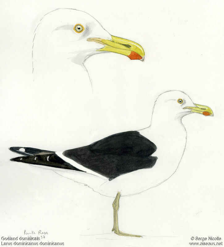 Kelp Gull, identification