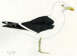 Kelp Gull