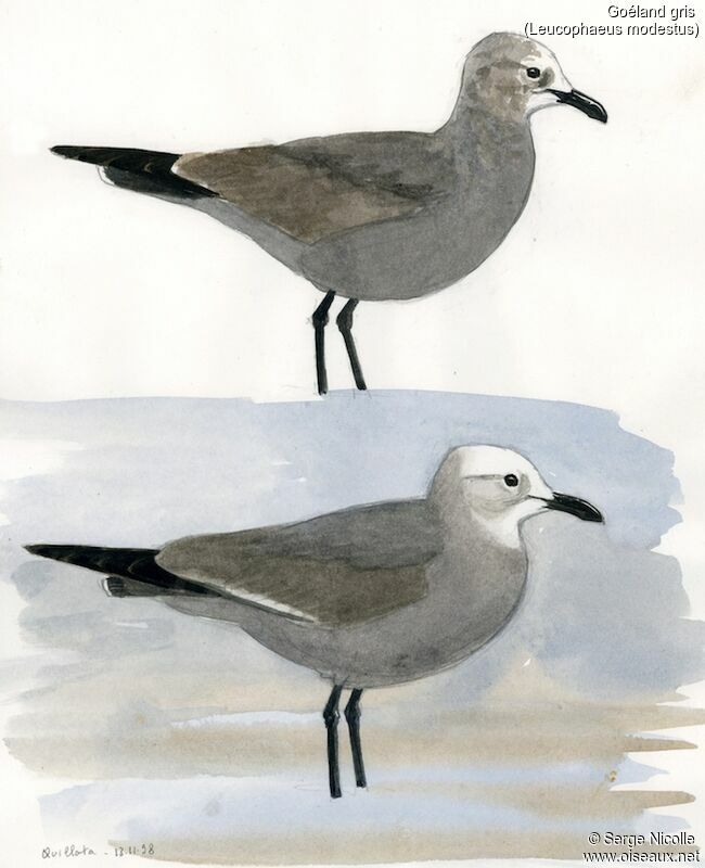 Grey Gull, identification