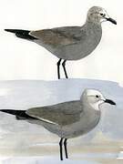 Grey Gull