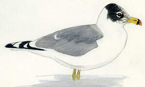 Pallas's Gull