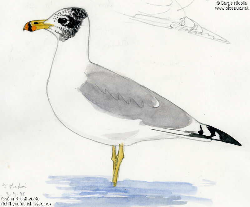 Pallas's Gull, identification