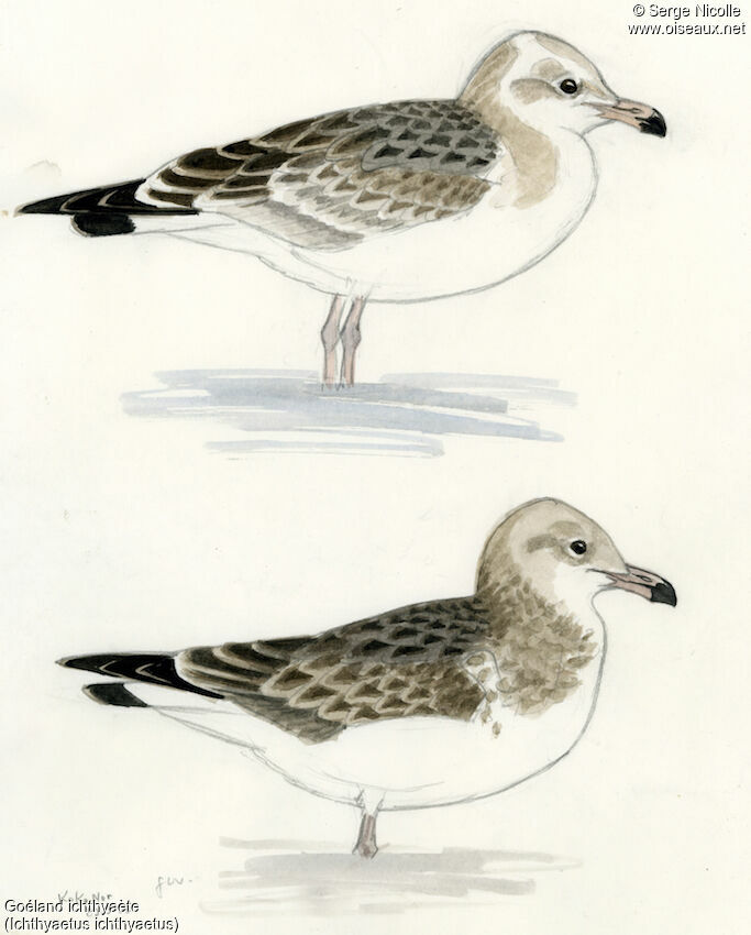 Pallas's Gulljuvenile, identification