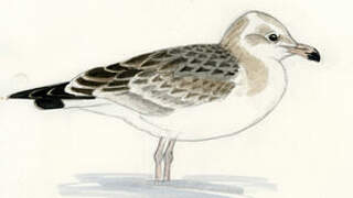 Pallas's Gull