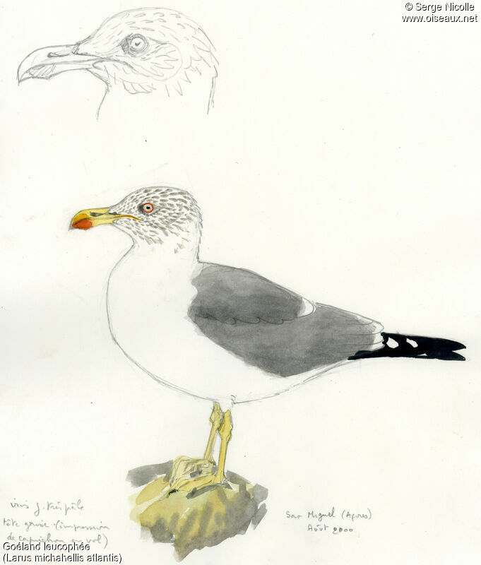 Yellow-legged Gulladult, identification