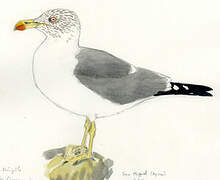 Yellow-legged Gull