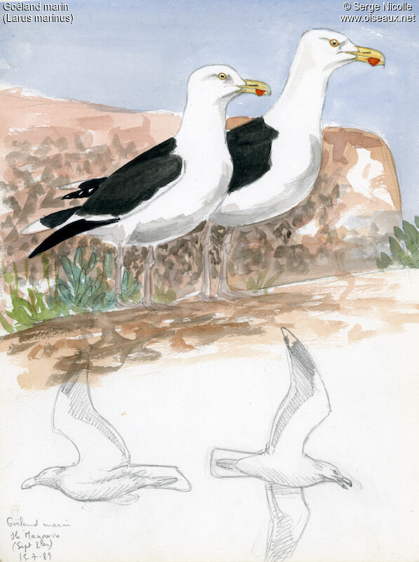 Great Black-backed Gull, identification
