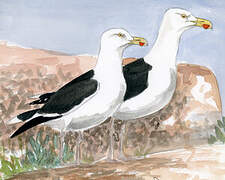 Great Black-backed Gull