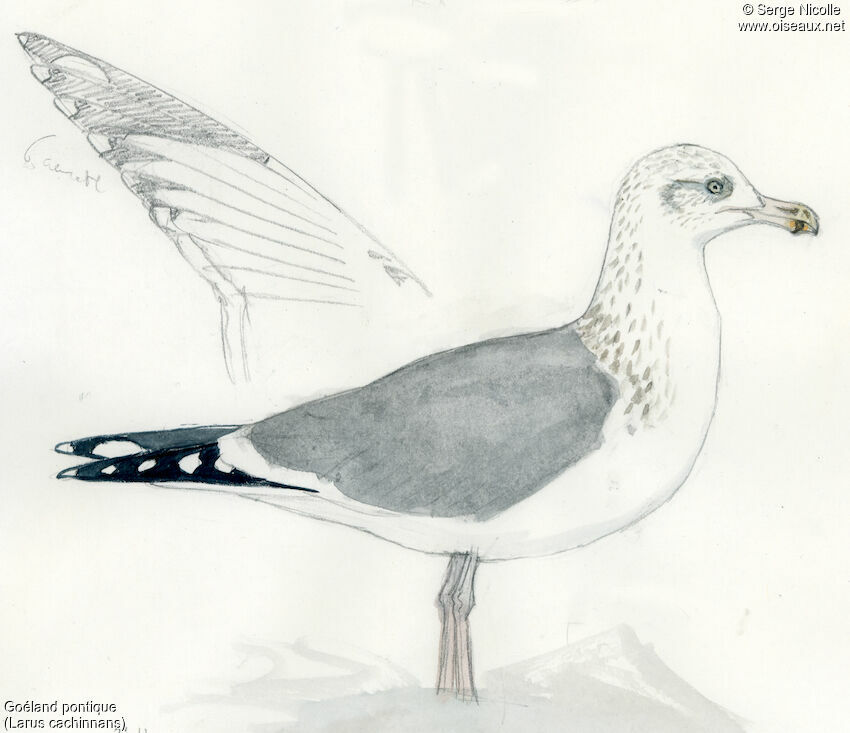 Caspian Gull, identification