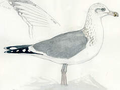 Caspian Gull