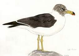 Belcher's Gull