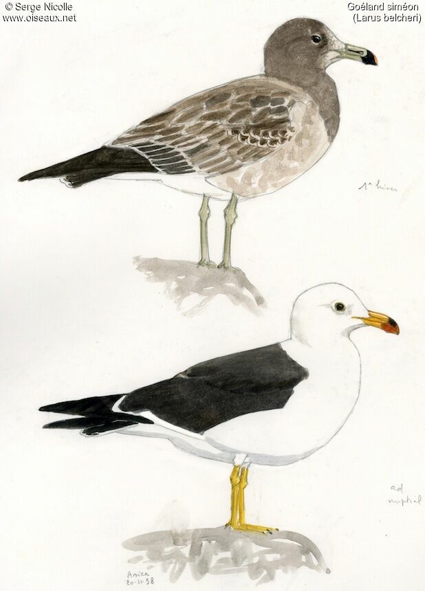 Belcher's Gull, identification