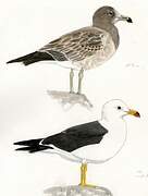 Belcher's Gull