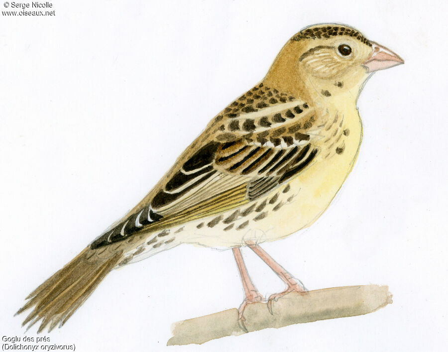 Bobolink, identification