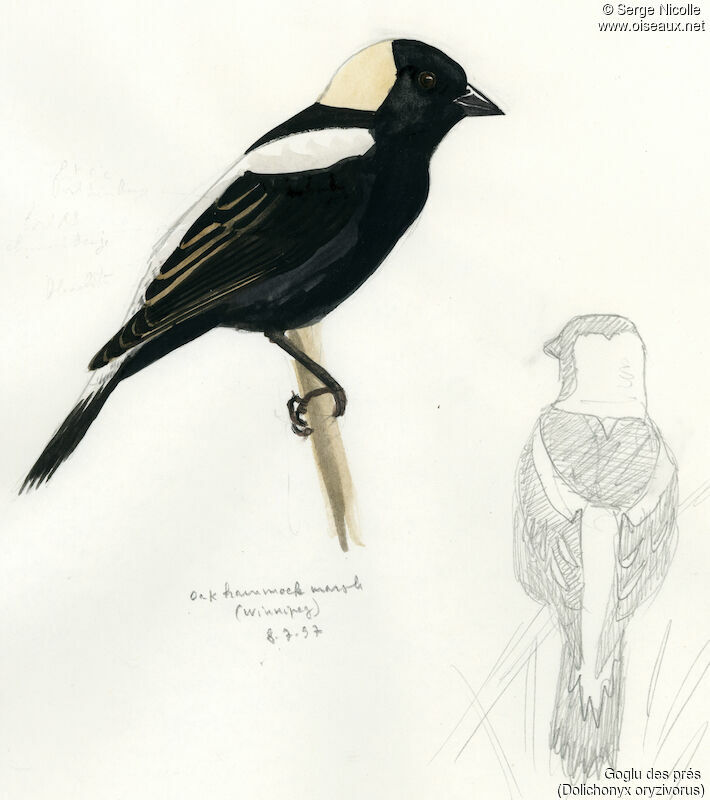 Bobolink male, identification