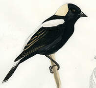 Bobolink