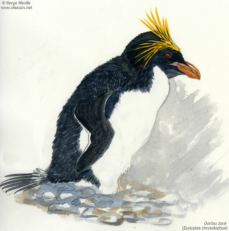 Macaroni Penguin, identification