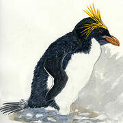 Macaroni Penguin