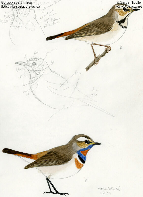 Bluethroat , identification