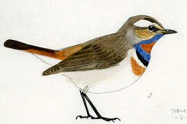 Bluethroat