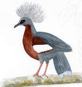 Scheepmaker's Crowned Pigeon