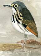 Streak-chested Antpitta