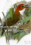 Chestnut-crowned Antpitta