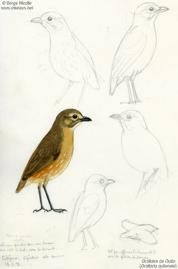 Tawny Antpitta, identification