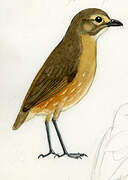 Tawny Antpitta