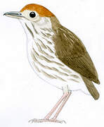 Watkins's Antpitta