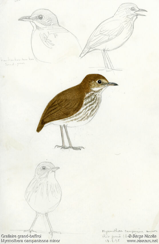 Thrush-like Antpitta, identification