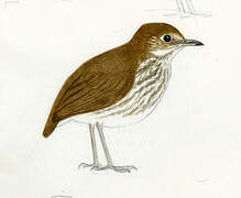 Thrush-like Antpitta