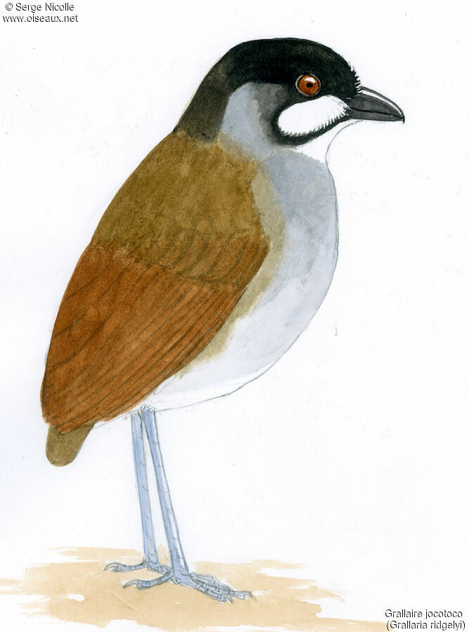 Jocotoco Antpitta, identification