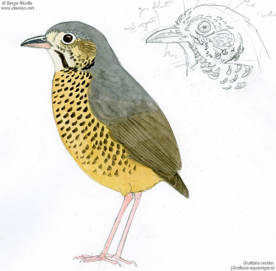 Undulated Antpitta, identification