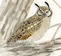 Great Horned Owl