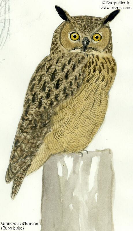 Eurasian Eagle-Owl, identification