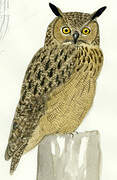 Eurasian Eagle-Owl