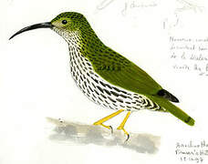 Streaked Spiderhunter