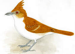 Great Antshrike