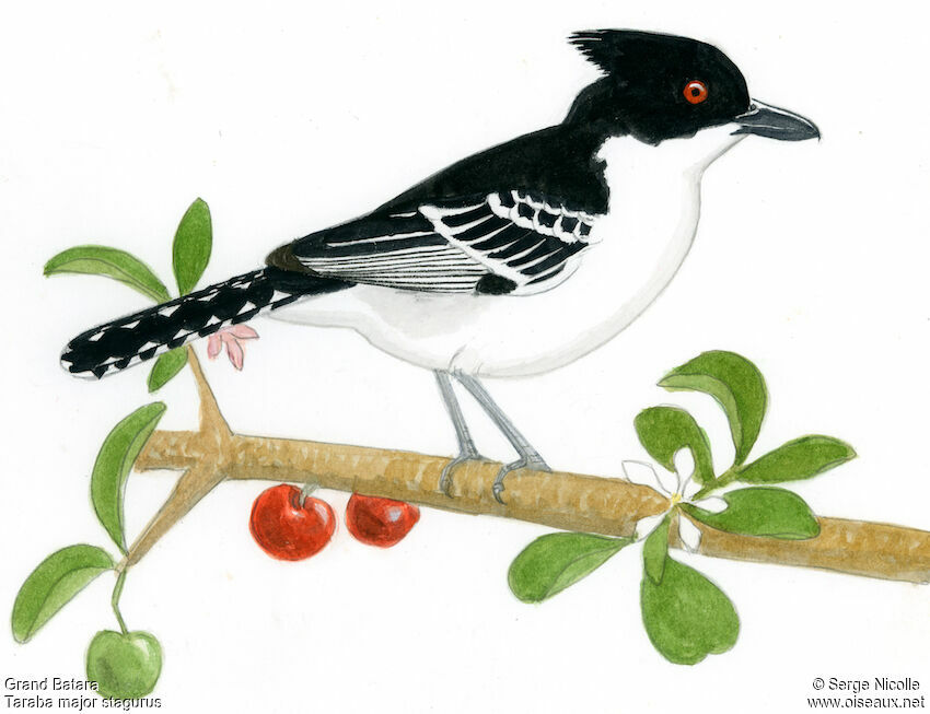 Great Antshrike male, identification