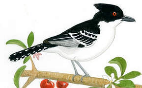 Great Antshrike