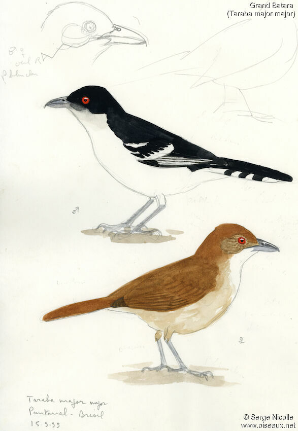 Great Antshrike , identification