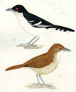 Great Antshrike