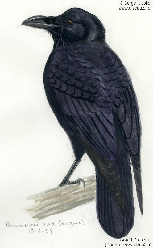 Grand Corbeau, identification