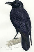 Grand Corbeau