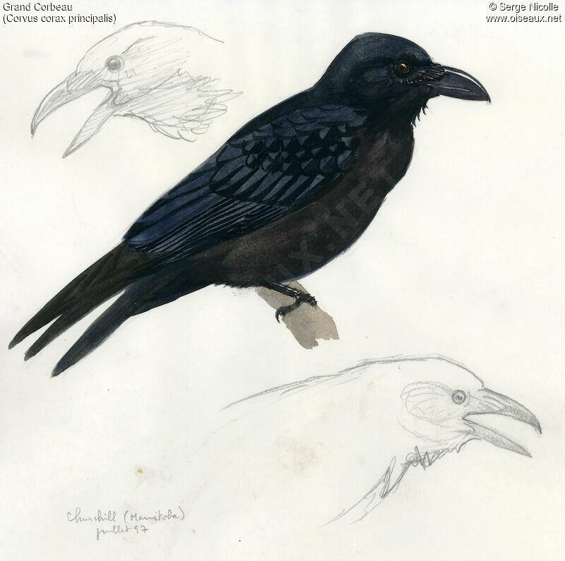 Grand Corbeau, identification